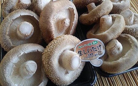 北海道音別産 菌床ジャンボ生しいたけ 280g×2パック しいたけ 椎茸 きのこ 肉厚 菌床しいたけ F4F-0800