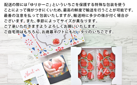 ＜いちご 至高の紅い雫 500g(250g×2パック)＞ 西予市宇和町産 果物 苺 イチゴ フルーツ 食べて応援 特産品 さかいさんちの苺 愛媛県 西予市【冷蔵】『2025年12月中旬～2026年5月末迄に順次出荷予定』UUI0001