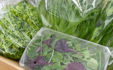 水耕 栽培 新鮮 葉物 野菜 Aセット GreensFarm ホタル サラダ  和え物【2026年11月上旬～2027年6月上旬発送予定】