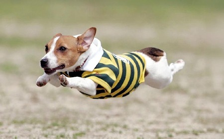 Cコース　元祖飛行犬写真家　的場信幸　出張飛行犬撮影5時間コース