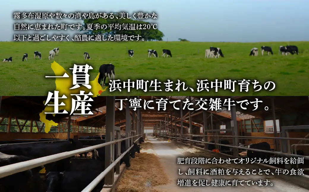 北海道浜中黒牛肩ロース(焼肉用)約500g　浜中黒牛 肩ロース 焼肉用 約500g 食品 牛肉 肉 おかず おつまみ 晩ご飯 お弁当 BBQ 霜降り 赤身 人気 おすすめ 国産 お取り寄せ グルメ プレゼント 贅沢 冷凍 北海道 浜中町 送料無料_H0019-106