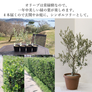 オリーブの苗木4本セット 植物 