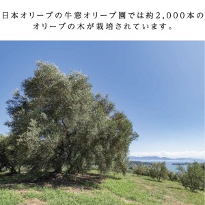 オリーブオイル 有機栽培 エキストラバージン ブレンド 2本 セット オリーブオイル