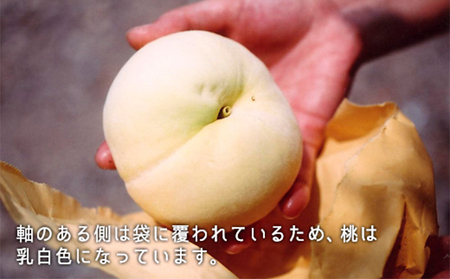 桃 岡山県産 2026年 先行予約 清水 白桃 約1.3kg 5～6玉
