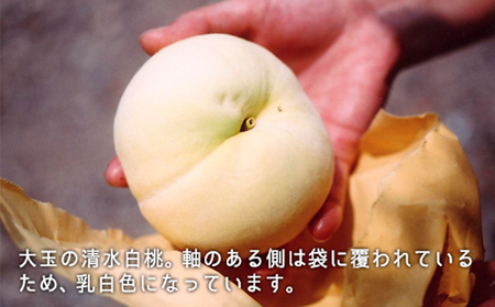 桃 2026年 先行予約 清水白桃 約2.2kg 大玉 6～7玉