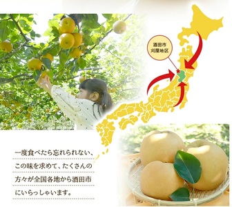 SA2951　酒田の美味しい刈屋梨(和梨) 秀品　約2.8kg(6～9玉入)　品種おまかせ 