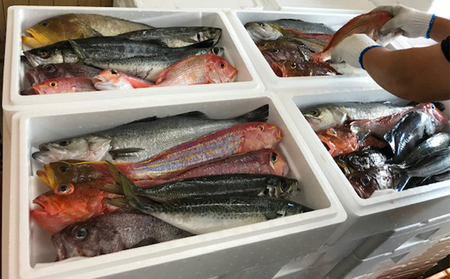 京都府宮津市産『朝どれ！山一鮮魚おおきに便』約4～5kg 魚介類 セット 産地直送 鮮魚 内臓処理加 鮮度抜群 冷蔵 詰め合わせ 旬 鯛  内臓処理加工