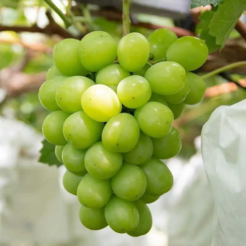 【先行予約】シャインマスカット＆翠峰 2.2kg 3～7房 食べ比べセット 西都産完熟ぶどう 水間ぶどう園＜16-5a＞