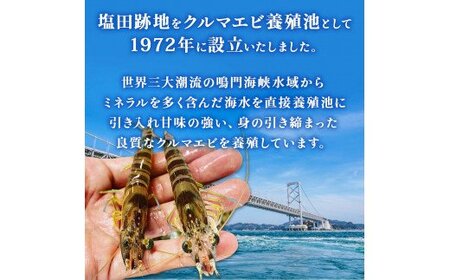 活〆 急速冷凍 クルマエビ 750g　【冷凍発送】