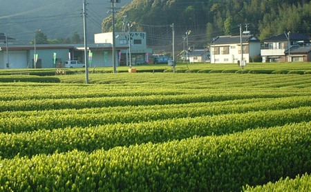 静岡・川根茶　5本セット お茶 緑茶