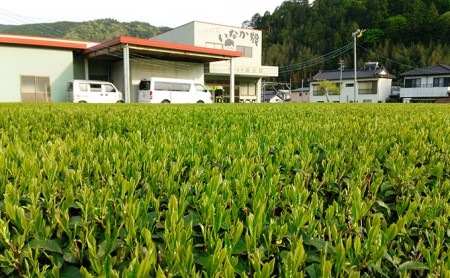 初摘み茶3本セット お茶 緑茶