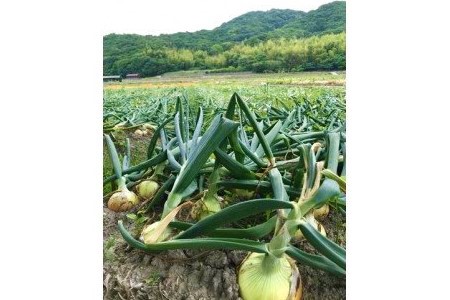 ＼うまい玉ねぎできたでー／ ケンちゃんファームの特別栽培玉ねぎ10㎏ ～ひょうご安心ブランド認証取得～　◆配送7月～翌年1月