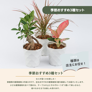 2026年3月中旬～発送【観葉植物】季節おすすめ3種セット4号鉢×3 Green Base IB003-010 観葉植物 ※北海道・沖縄・離島配送不可