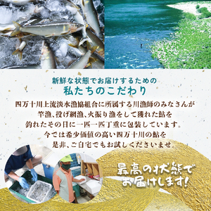 四万十川上流の天然鮎 冷凍 火振り漁鮎 800g（4～12尾）【着日指定不可】 あゆ アユ 魚 魚介 川魚 塩焼き 冷凍 天然 レシピ付 個包装 小分け ／Esj-11k