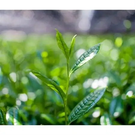 京抹茶 孫右ヱ門:グリーンティー+三種のお茶飲みくらべセット(煎茶・碾茶・フレーバーティー)_飲料・ドリンク 飲料 茶 _【1061711】
