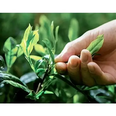 京抹茶 孫右ヱ門:ほんず抹茶　御銘　白栲(-しろたえ-)20g_飲料・ドリンク 飲料 茶 _【1061713】