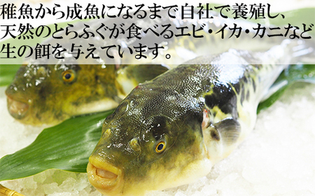 【冷凍】大分水産の豊後とらふぐ料理セット2人前 海鮮 ＜104-033＞