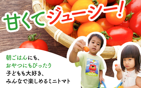 《先行予約》飛騨産 ミニトマト1.5kg！ トマト ミニトマト 池田農園 [Q216x] 