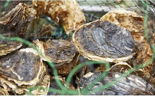 殻付き岩牡蠣 約2kg 夏が旬 三陸産 冷蔵 生牡蠣