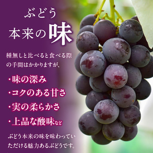 こだわりの種あり巨峰　約2kg 2026年先行予約（2026年発送分）ぶどう ［034K01］
