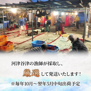 水産 活伊勢海老 4～8匹 活きたままお届け 海鮮 刺身 毎年10月～翌年5月中旬出荷予定
