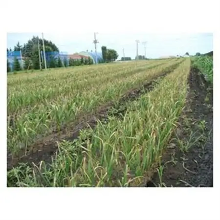 十勝の黒にんにく バラ (200g×4袋セット) 計800g_野菜 にんにく・生姜 根菜 ニンニク にんにく しょうが ショウガ_【1205055】