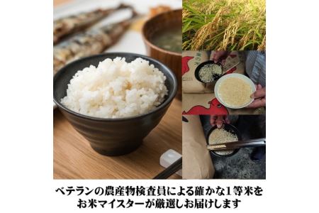 千葉県産 こしひかり 10kg こしひかり