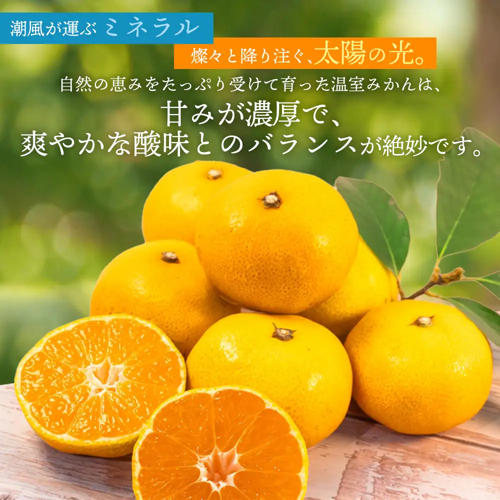 みかん 仲森農園の温室みかん 2.5kg【nkmr0001】