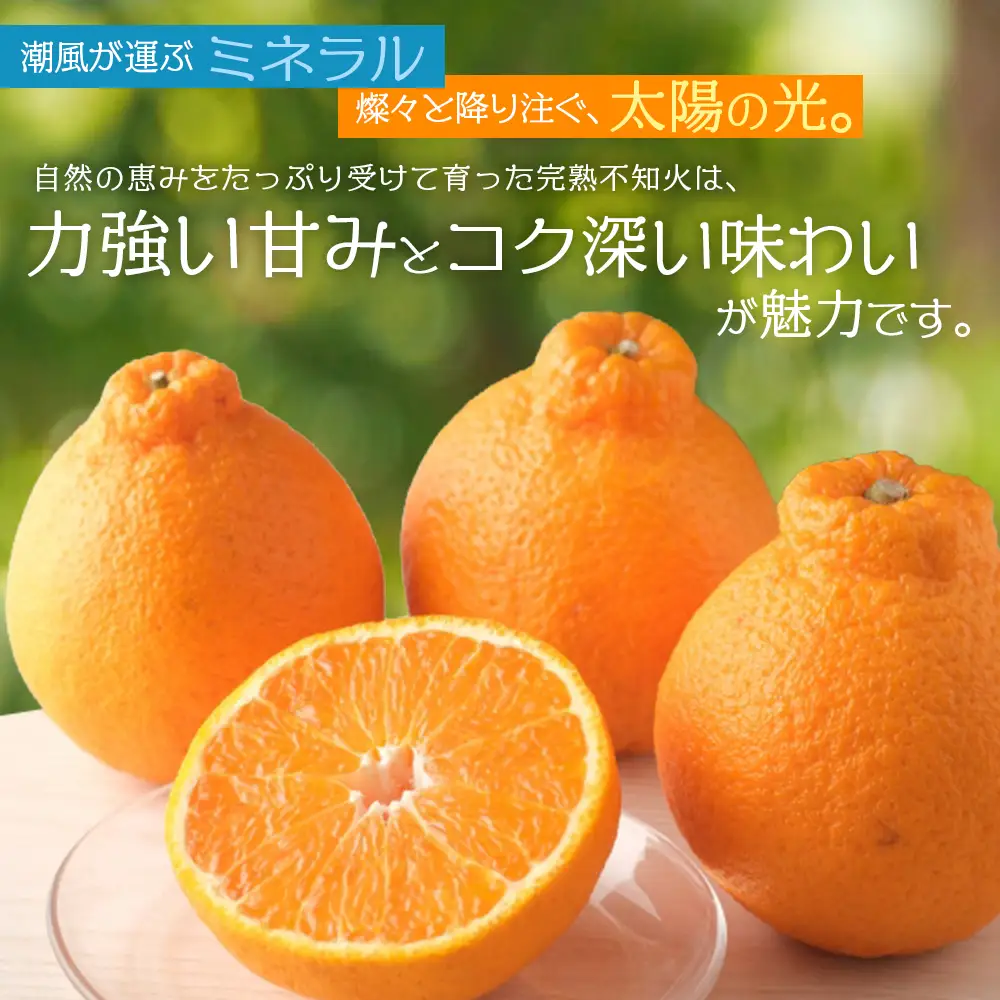 不知火 仲森農園の完熟不知火 5kg【nkmr0003】