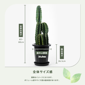 柱サボテン3本セット（鉢付き） 2026年3月上旬～発送【観葉植物】三本立ち柱サボテン 60cm～80cm Green
