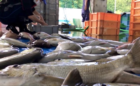 新鮮土佐魚 詰合せセットA 海鮮 海鮮