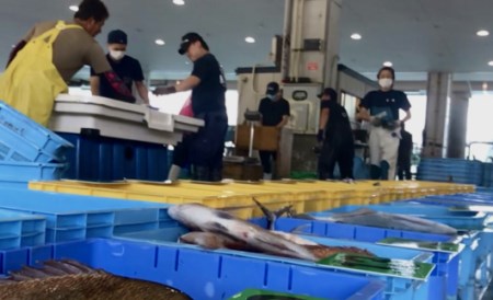 新鮮土佐魚 詰合せセットC 海鮮 海鮮