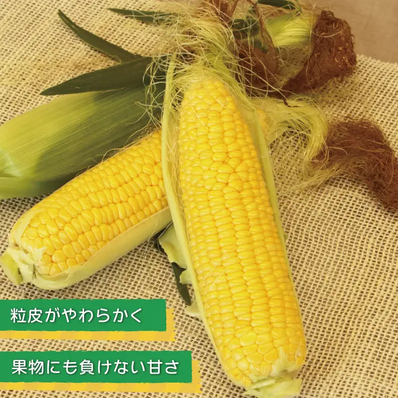 【先行予約】ゴールドラッシュ 7本