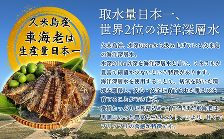 車海老【久米島漁協】活〆冷凍車海老　生食用500g  車えび 海鮮