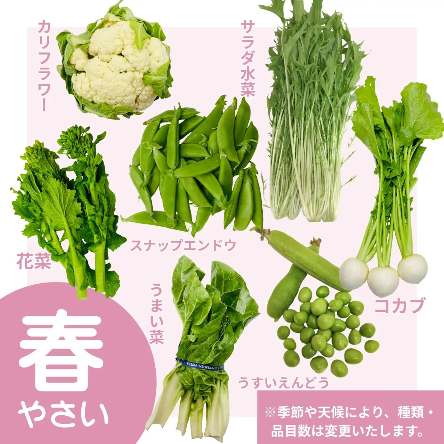 【じねんと市場】京野菜セット［6,000円コース］［ 京都 伏見 直売所 伏見直送 京野菜 野菜 新鮮 旬 人気 おすすめ 美味しい 人気 お取り寄せ 通販 送料無料 ふるさと納税 ］