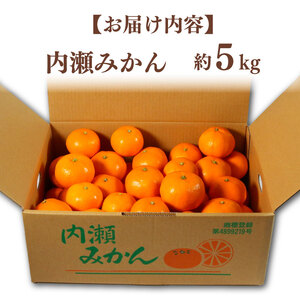 先行予約 内瀬みかん 約5kg アサヒ農園 / みかん 