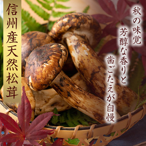 信州産「天然松茸」（約600g/6〜22本） 野菜 きのこ まつたけ