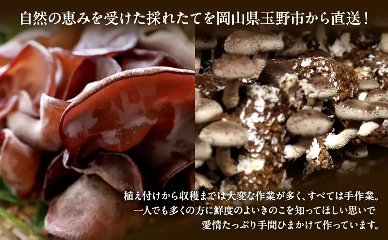 【 産地直送 】 有機JAS 生椎茸 800g ＆ 生きくらげ 200g 定期便 3ヶ月 オーガニック しいたけ 椎茸 きくらげ きのこ 野菜 岡山県 玉野市 栽培期間中化学肥料不使用 栽培期間中農薬不使用 野菜セット 