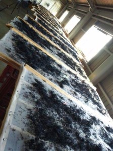 希少（レア）！ふっくらやわらかい淡路島産 長ひじき35ｇ× 4 袋