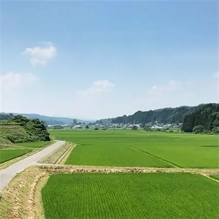 【青森ごのへ産】 パリッと、シャキッとした王林 約5kg(16～20玉)【配送不可地域：離島・沖縄県・中国・四国・九州】【1051220】