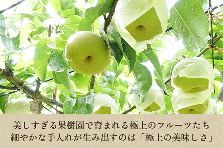 【2026年先行予約】たかはし果樹園 謹製 新潟県産和梨 幸水 約3kg《8月中旬～順次配送》こうすい
