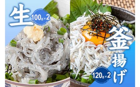 生しらす 釜揚げしらす セット  【 とびっちょ YTB003 】