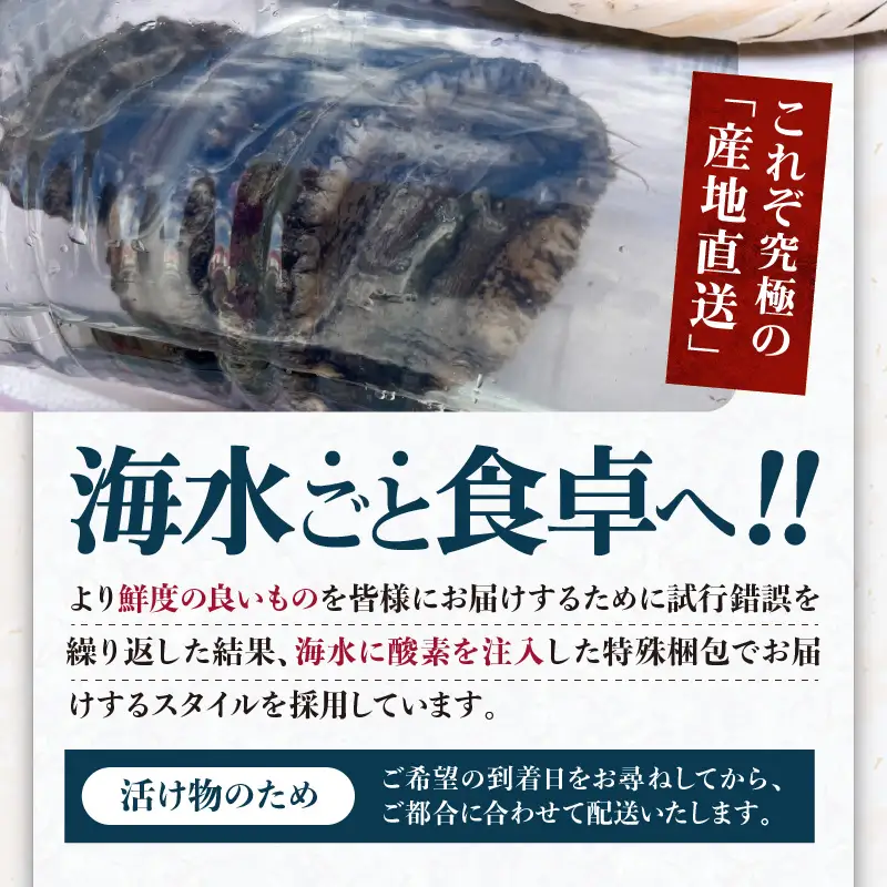 天然黒あわび合計1kg！活けあわび｜鮑