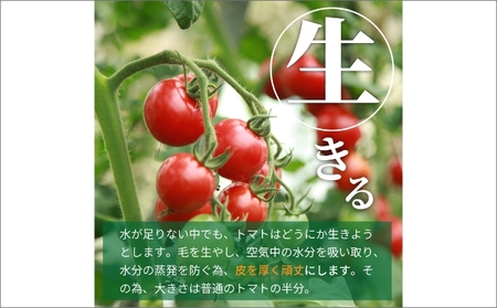 高糖度やりすぎトマト 約1kg | 夏発送 トマト