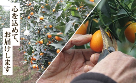 【先行受付】きんかん 約1kg 完熟 きんかん ku-0032