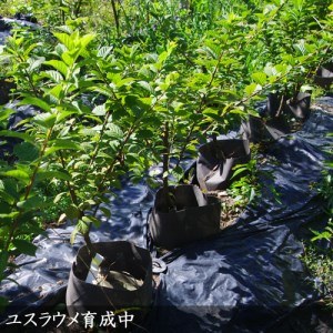 ユスラウメ(山桜桃) 2年生 苗木 ＜すだ農園＞