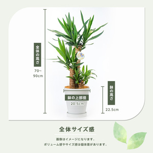 2026年3月上旬～発送【観葉植物】ユッカ・エレファンティペス70cm～90cm 鎌ヶ迫園芸場 IB086-001 南国鹿児島県で育った 観葉植物！植物 鉢付 インテリア 室内 オフィス おしゃれ プレゼント ギフト 開店祝い 移転祝い マイナスイオン 観葉植物 ※北海道・沖縄・離島配送不可