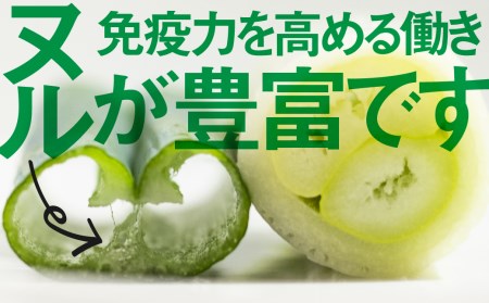 《先行予約》飛騨の根深ネギ プレミアム ねぎ 10本 水村農園 ネギ