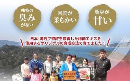 （飼育期間中）完全無薬！梅肉エキス肥育 熊本県産 天草梅肉ポーク 豚 ミンチ 1kg 500×2パック 冷凍 肉 お肉 豚肉 豚ミンチ ひき肉 挽き肉 小分け お取り寄せ 冷凍 熊本県 上天草市