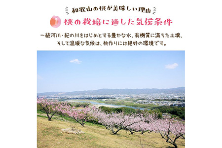 【先行予約】【夏の美味】フルーツ王国 和歌山の桃 約2kg 化粧箱入り | もも （fr-06）